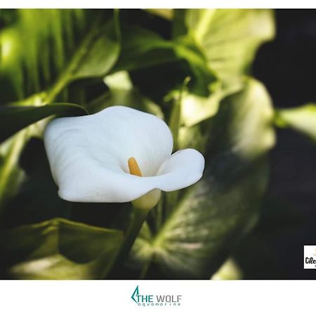 B&B Cilento เพสตุม ภายนอก รูปภาพ
