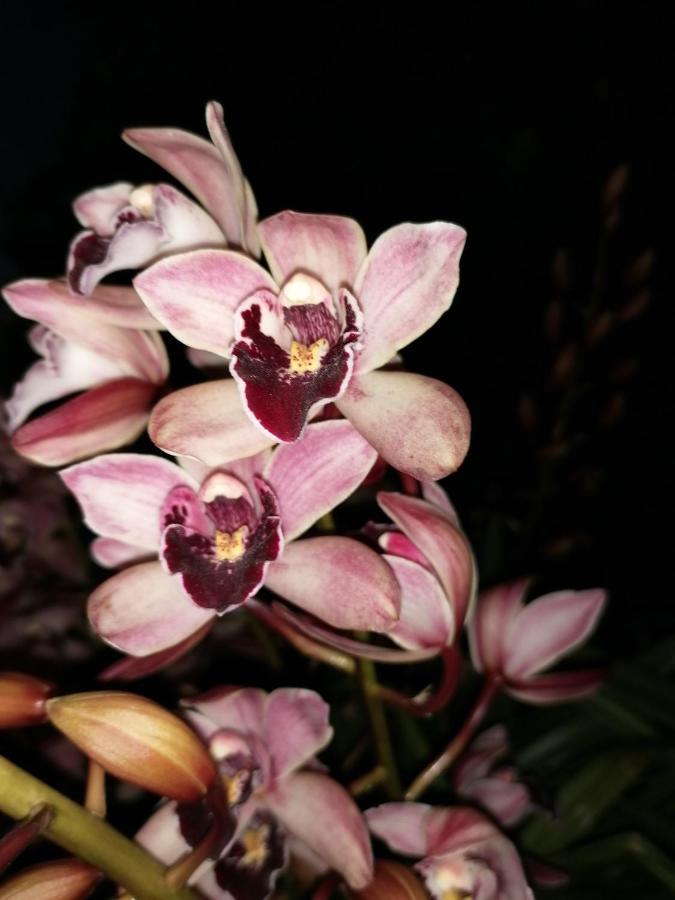 B&B Cilento เพสตุม ภายนอก รูปภาพ