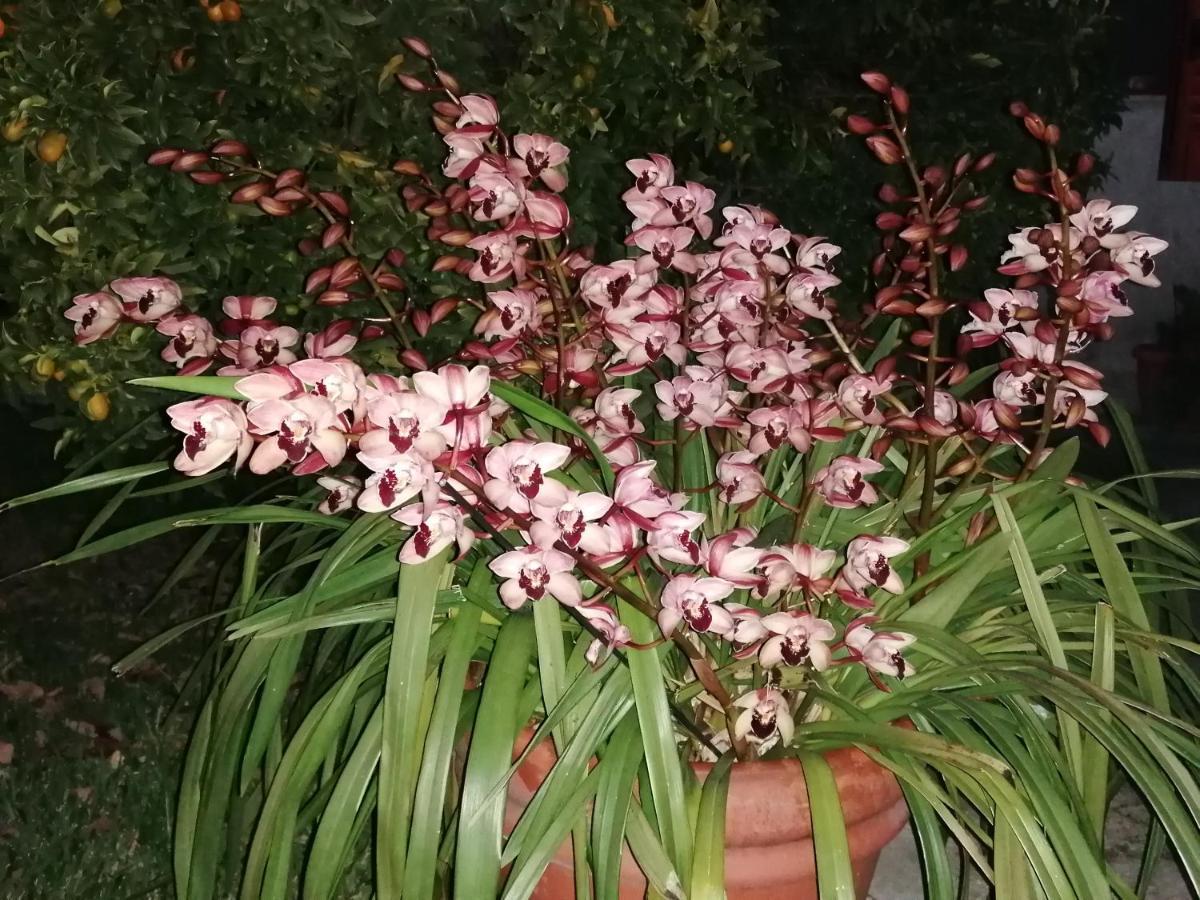 B&B Cilento เพสตุม ภายนอก รูปภาพ