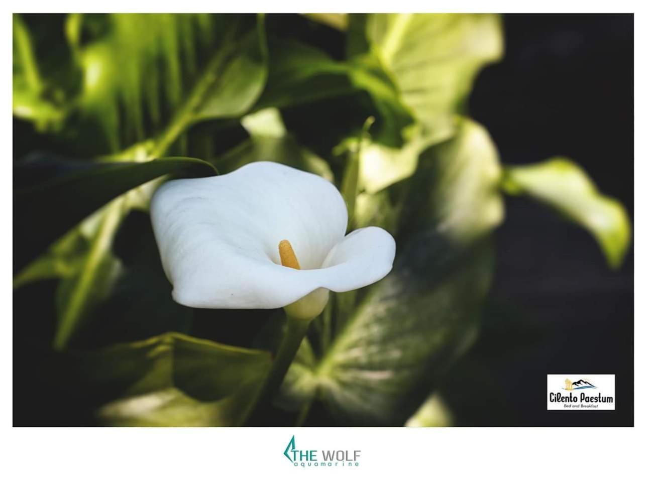 B&B Cilento เพสตุม ภายนอก รูปภาพ