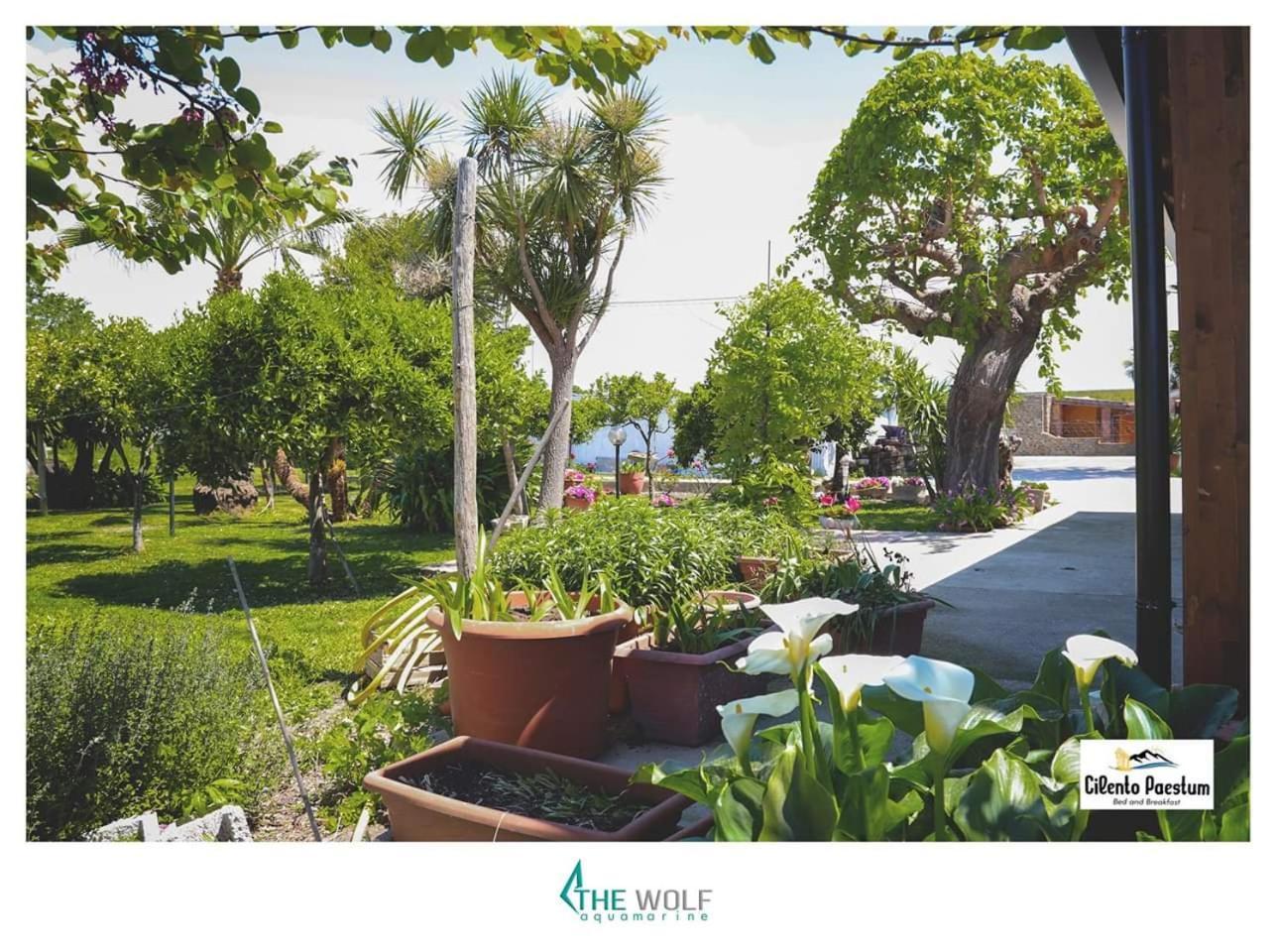 B&B Cilento เพสตุม ภายนอก รูปภาพ