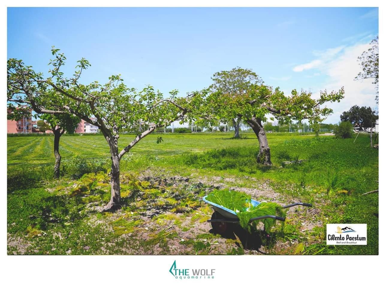 B&B Cilento เพสตุม ภายนอก รูปภาพ