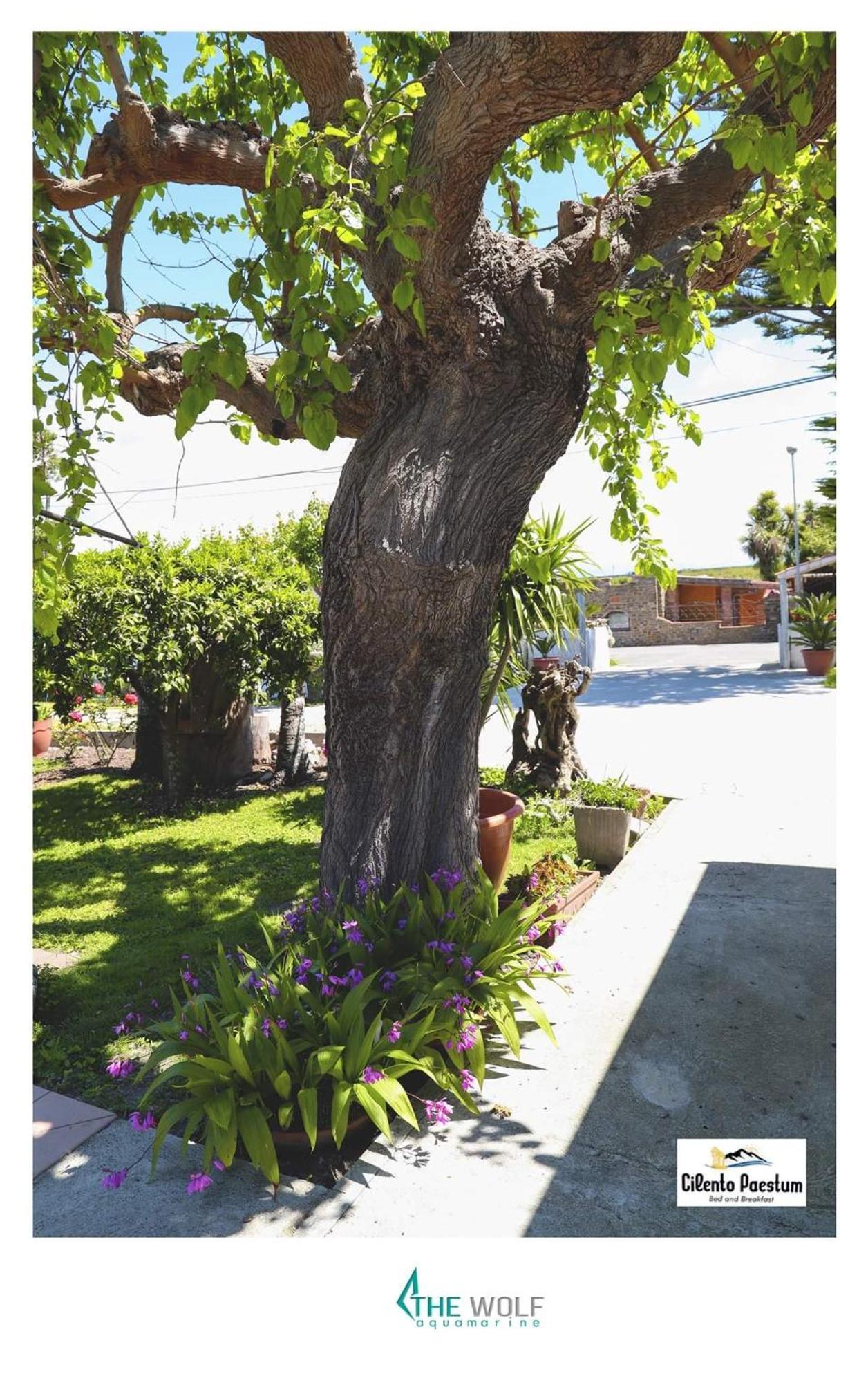 B&B Cilento เพสตุม ภายนอก รูปภาพ
